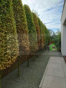 8154a0ad-3bbd-4a6a-b468-a2c0e72ab1db-oG