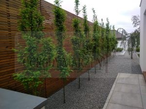 IMG_20170520_154950-Medium