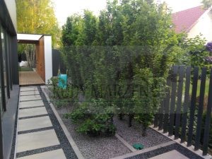 IMG_20170523_194423-Medium