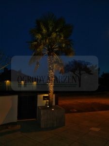 IMG_20171203_162403-Medium