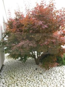 a3c96295-90e7-4a1a-9e3e-66ad09b116c1-oG