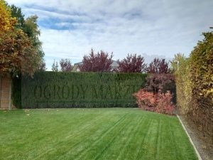 f9192393-7900-4afd-9735-5263cc5b106d-oG